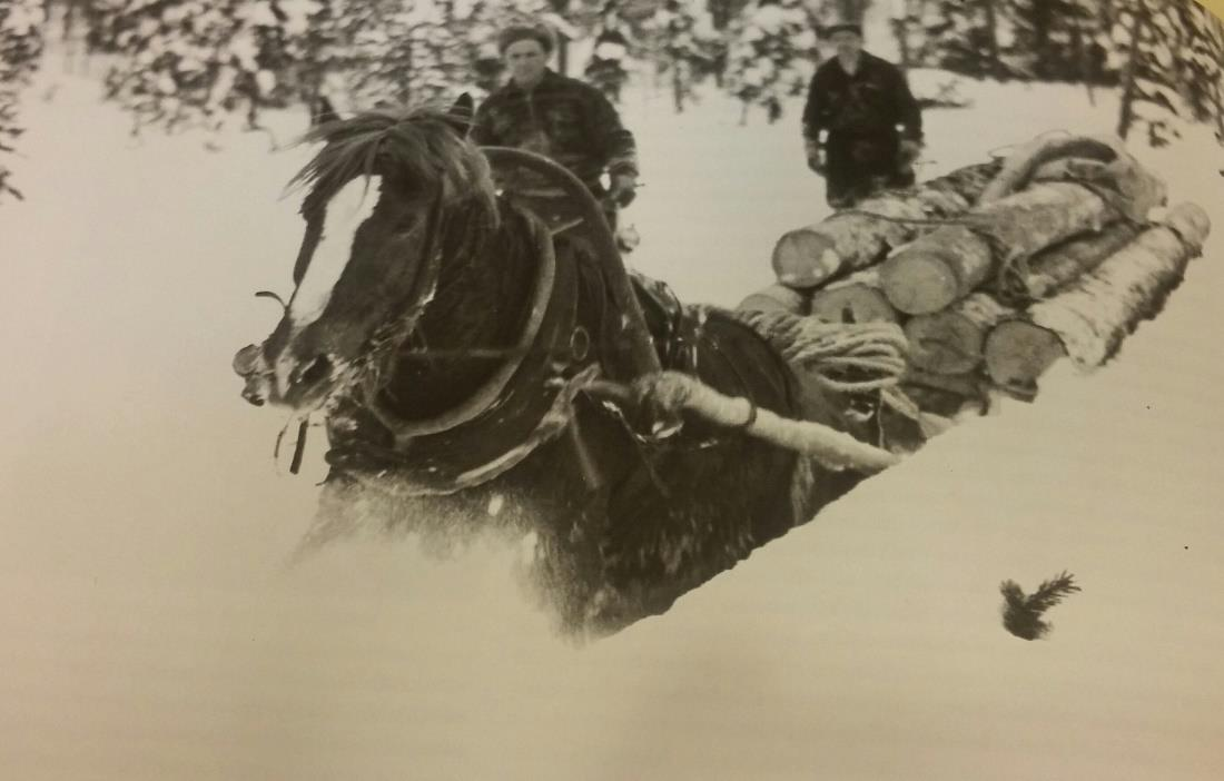 Kuva 2. Hevonen ja miehet savottahommissa. Käännekohta suomenhevosen historiassa alkoi, kun maa- ja metsätalouden koneellistuminen alkoi ja työhevosen käyttö loppui.