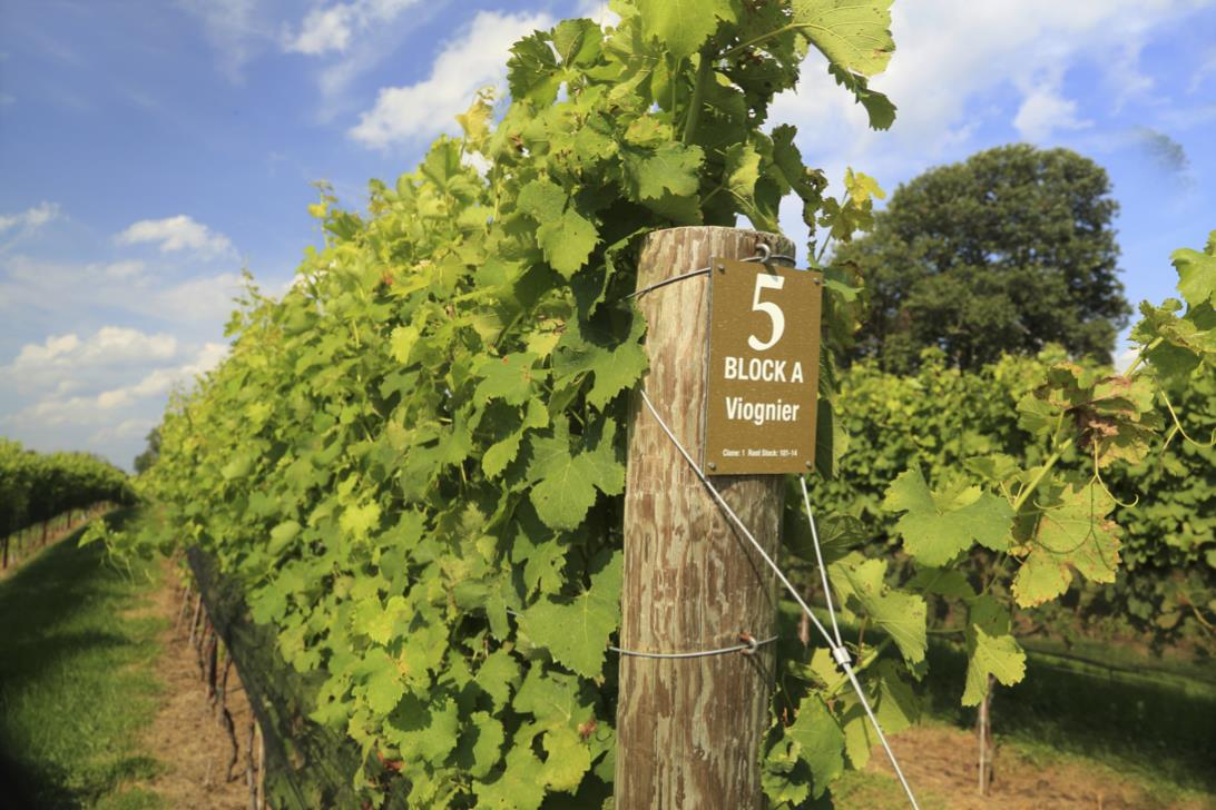 viini Voimakasarominen, mutta maku jää usein tuoksun varjoon Condrieu ja Chateau-Grillet AC-alueilta 100% viognier-viinejä rypäleelle suotuisin alue Pohjois-Rhonen alueella varsinkin Cote- Rotiessa