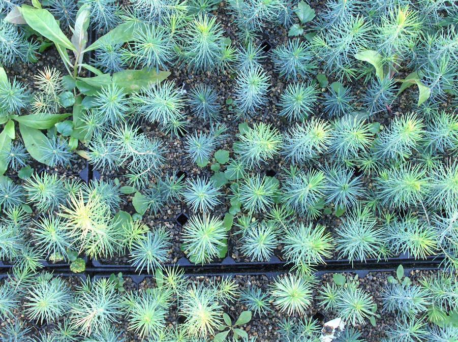 Rikkakasvit metsätaimitarhoilla Turvekasvualustassa vähän (rikka)kasvien siemeniä (normaalitilanteessa) Taimikasvatusta