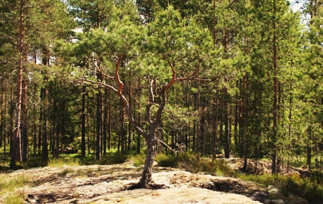 Lehtikallion kaakkoisrinnettä ja ajoittain kuivuva lampare.