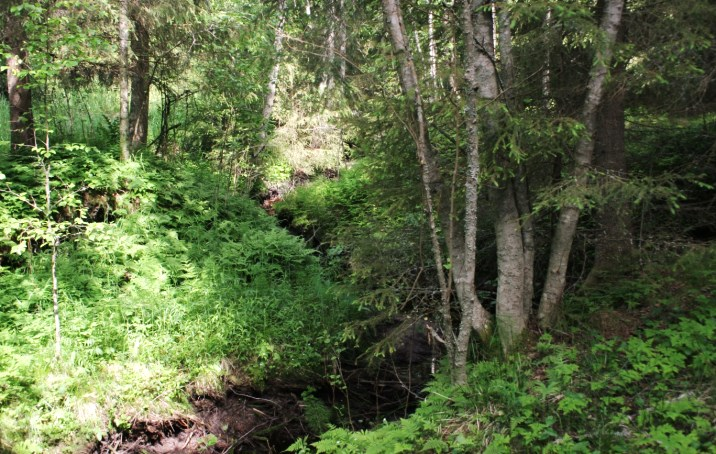 11. Tuohimäen lehto Tuohimäen loivassa notkelmassa sijaitsee kuivan lehdon piirteitä omaava, rehevä kasvillisuusalue.