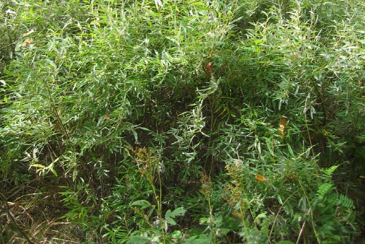 Kuva: Rosmariinipaju (Salix rosmariinifolia) Sampo III:n metsässä.