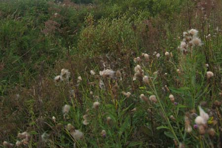 Peltoalueen ja Sammonsuon valtaojan kasvillisuutta Suuri osa Sampo III:n alueesta on pujo nokkos (Urtica dioica) ja juolavehnävaltaista viljelemätöntä peltoa. Valtaojassa kasvaa mm.