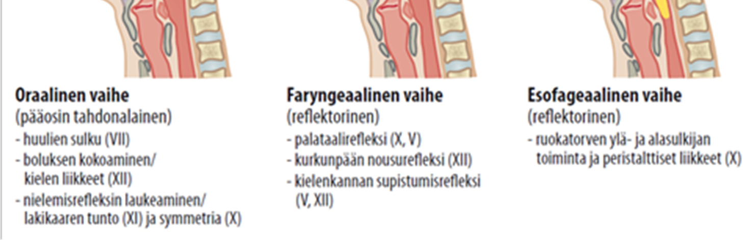 6 3.1 Nielemisen vaiheet ja niihin liittyvät ongelmat Nieleminen on jaoteltu kolmeen eri vaiheeseen (Kuva 1).