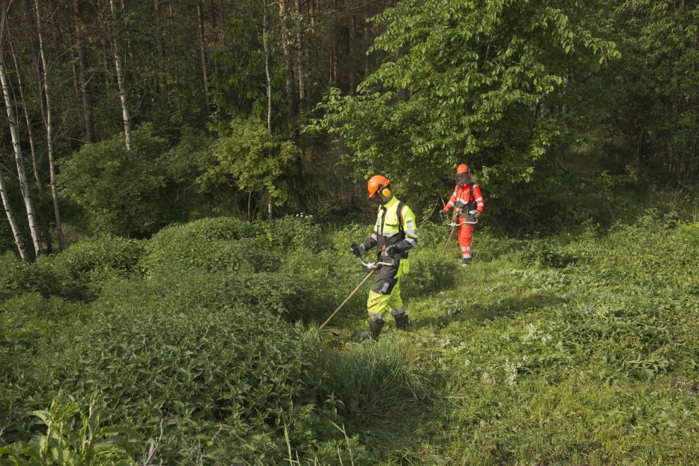 Kuva 5 Jättipalsamin siimausta Toimintavuonna on Rauhalan jätekeskuksessa rottien ja hiirien torjunnasta vastannut Anticimex Oy, joka suorittaa viisi torjunta- / tarkastuskäyntiä vuodessa.