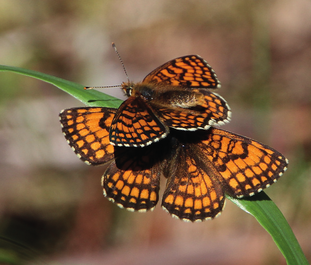 PETER VON BAGH Laji-indeksien geometrinen keskiarvo 2, 1,5 1,,5 Reunalajit Peltolajit Niittylajit Yhteensä, 2 22 24 26 28 21 212 Ratamoverkkoperhonen (Melitaea athalia) väheni kahden huippuvuoden