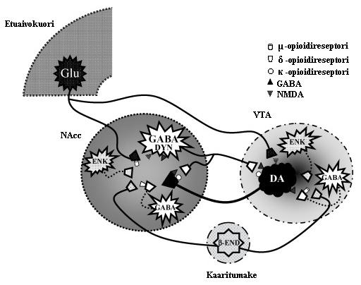 Kuva 3. Kaaritumakkeesta projisoituvat opioidergiset neuronit.