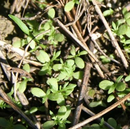 Satoikäisen kuminan kevätruiskutukset Ehdot onnistumiselle: Varhainen ruiskutus rikat pieniä, esim.