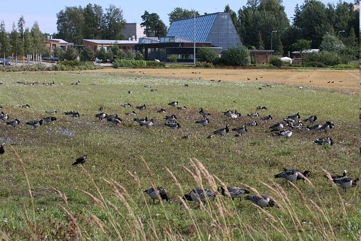 Kuva Pekka Huovila Aikaisempia tutkimuksia asuinalueet Eniten tyytymättömyyttä lisäävät: Puuttuvat peruspalvelut Huonot mahdollisuudet vaikuttaa asuinalueen kehittämiseen Lisääntynyt autoilu ja siitä