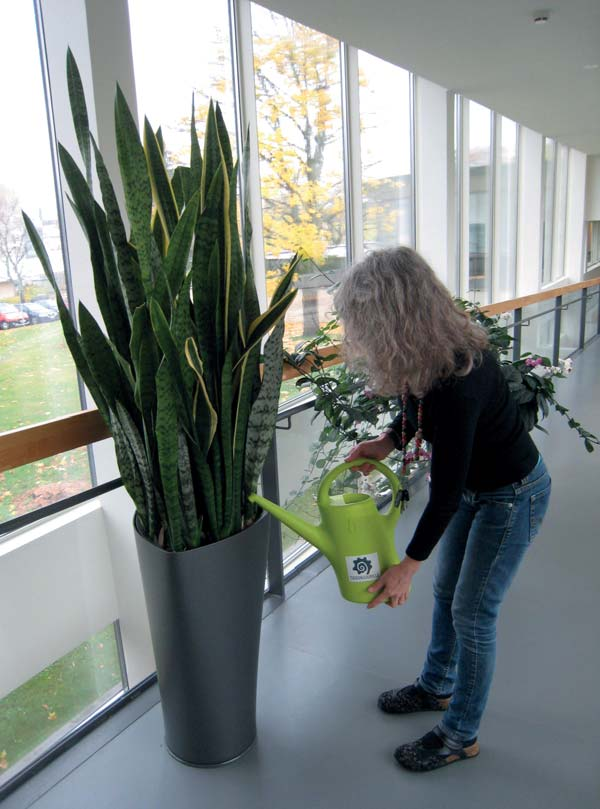 VALITSE VIHERKASVIT KASVUPAIKAN VALOMÄÄRÄN MUKAAN VALOISUUS PAIKKA SOPIVAT LAJIT VARJOISA PUOLIVARJOISA RUNSAS HAJAVALO AURINKOINEN melko kaukana ikkunasta paikka on tarpeeksi valoisa, jotta siinä