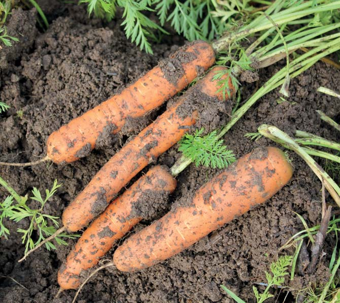 Porkkana Tuttu porkkana on aina viljelyn arvoinen monikäyttöinen, maukas ja vitamiinipitoinen.