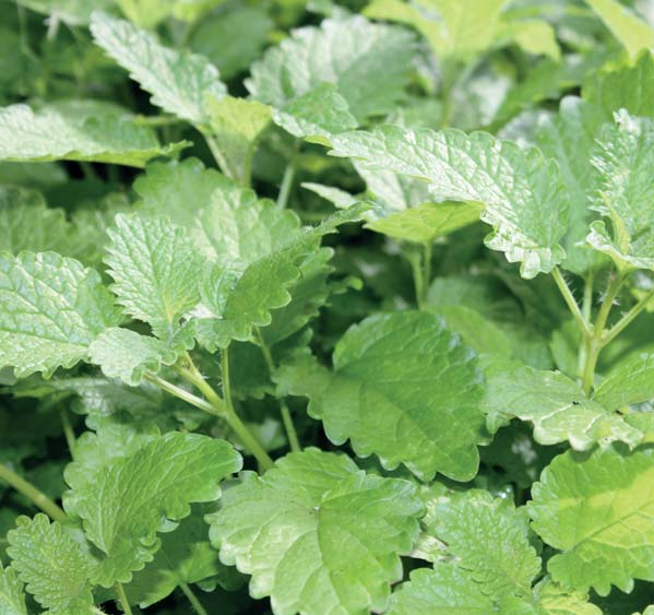 Salvia Ryytisalvia on kaunis kasvi ruukkuviljelyyn. Se viihtyy aurinkoisessa paikassa onhan se Välimeren alueen kuivien rinteiden kasvi. Salvia voi kasvaa yli puolen metrin mittaiseksi.