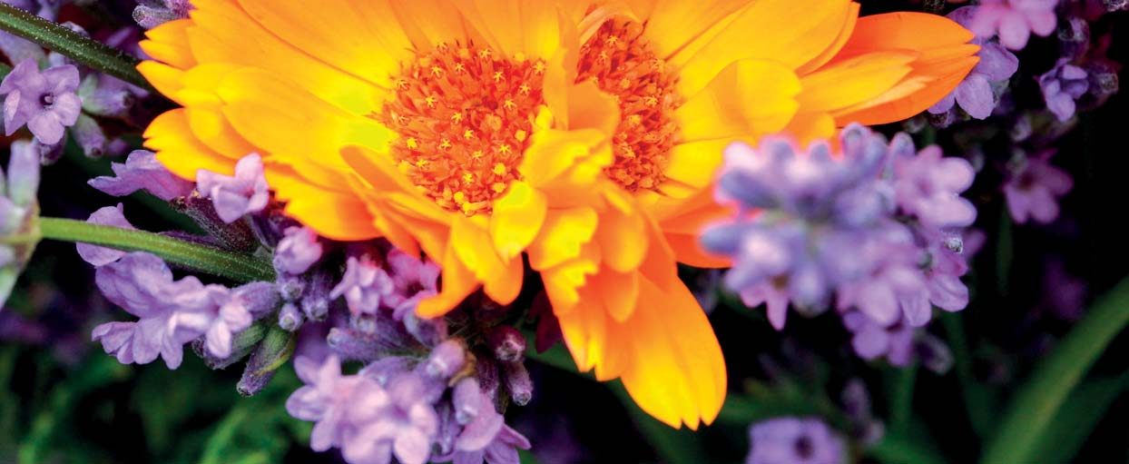 Kehäkukka Calendula officinalis Kylvö ja siemenet Toukokuussa ulos. Taimiväli 30 70 cm. Isot siemenet. Esikasvatus huhtikuussa. Lämmenneeseen maahan keväällä.