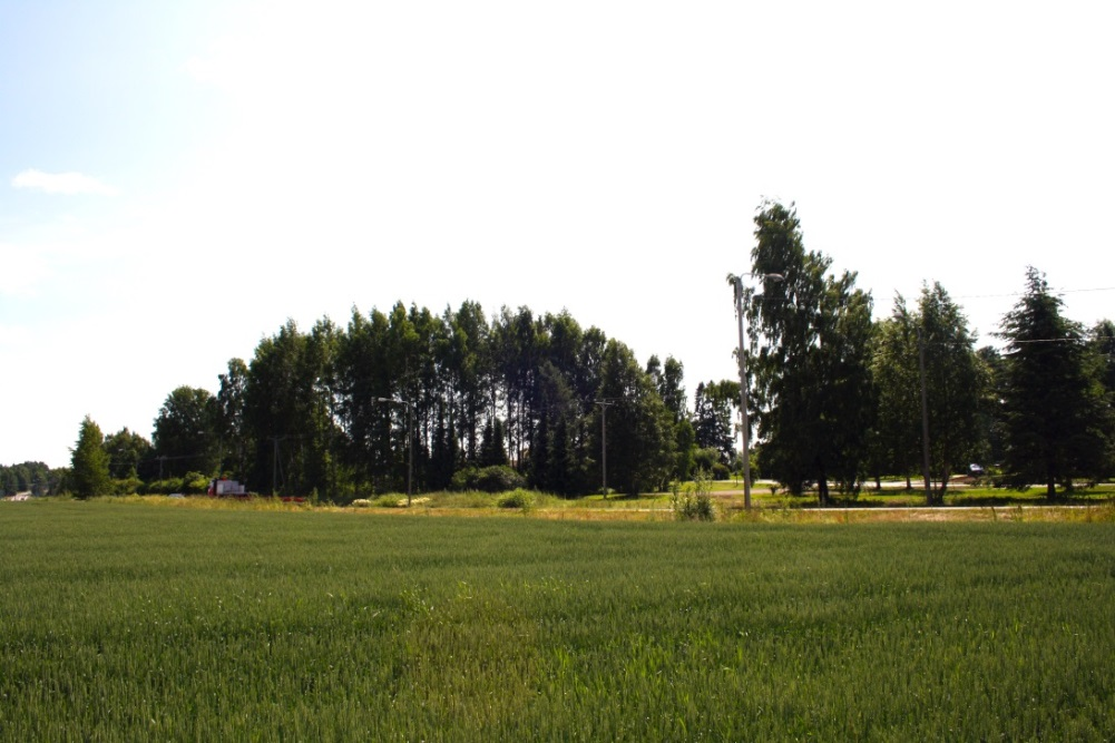 KUVA 1: Suunnittelualue etelästä päin lähestyttäessä KUVA 2: Suunnittelualue pellolta pohjoisesta päin. Rakennusala sijaitsee katveessa säilytettävän metsikön takana. 3.2.4.