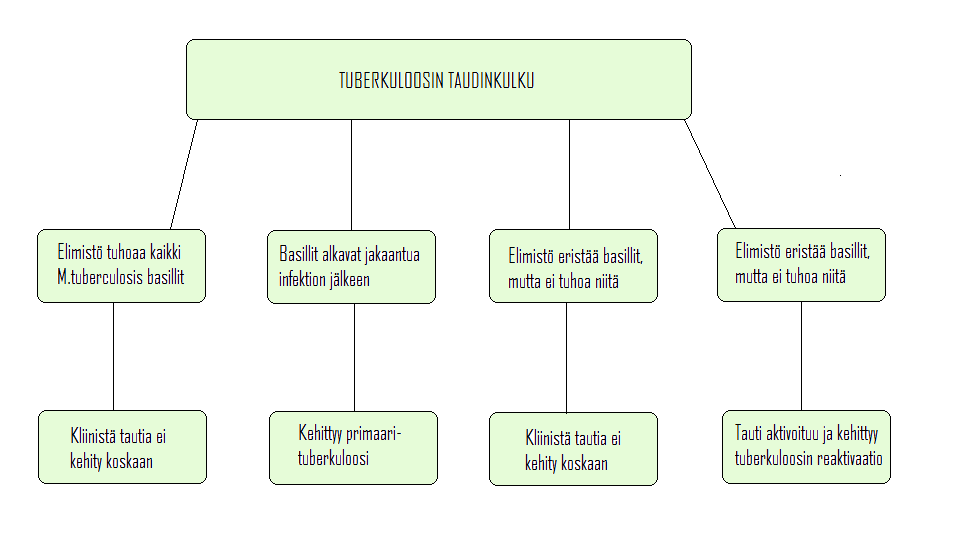 5 Keuhkotuberkuloosin kehittymisessä on useita eri vaiheita. (Ks. kuvio 1.