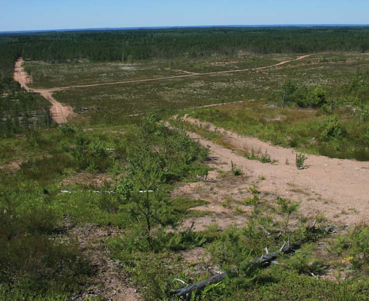 Development and current state of the Baton Blue population in Säkylänharju, SW Finland The Baton Blue (Scolitantides vicrama) is a critically endangered species in Finland, occurring only in the open
