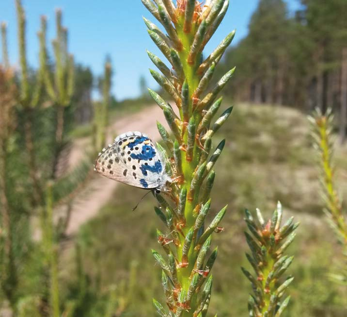 Viime vuosina harjusinisiipi on ollut runsaimmillaan ns. Klopin montussa, joka on alueen suurin suppa.