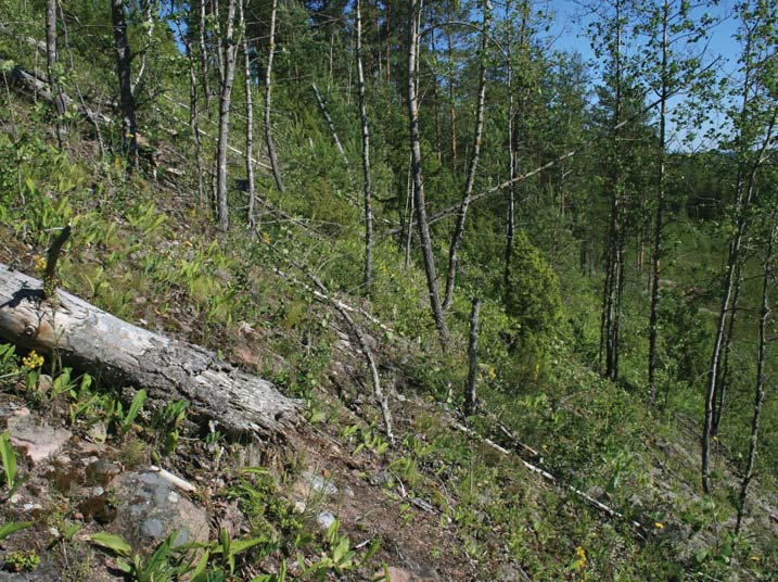 vausten hyödyt ovat näkyneet selkeimmin Klopin montussa, jonka perhospopulaatio on moninkertaistunut vuonna 2012 tehtyjen hoitotoimien jälkeen (kuva 4c).