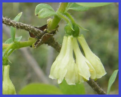 Huotinniemen tulvaniityn ja sinikuusaman (Lonicera caerulea L.) hoitosuunnitelma.