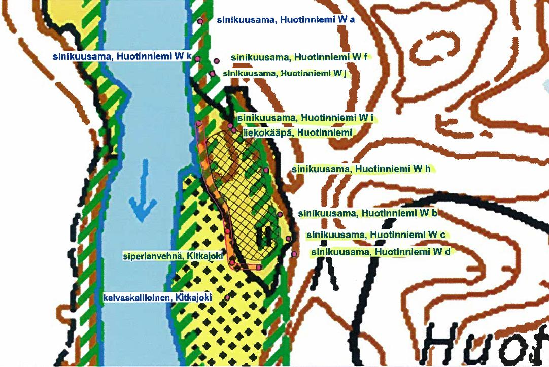 LIITE 5. Huotinniemen tulvaniityn toimenpidealue (musta vinoruudutus) ja alueen uhanalaiset kasvi- ja sienilajit (Hertta Eliölajit tietojärjestelmä 27.3.2013).