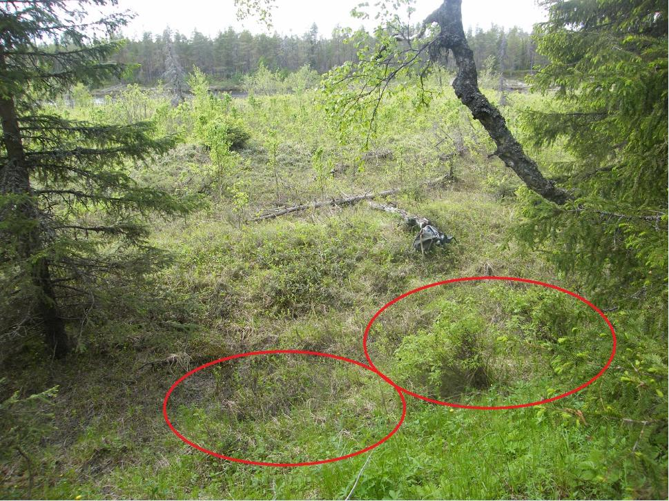 LIITE 8. Näkymä W-suuntaan Huotinniemen umpeenkasvavan tulvaniityn S-osaan, taustalla Oulankajoki. Etualalla vanhan rantapenkan alarinteellä on sinikuusaman havaintopaikka Huotinniemi W b.