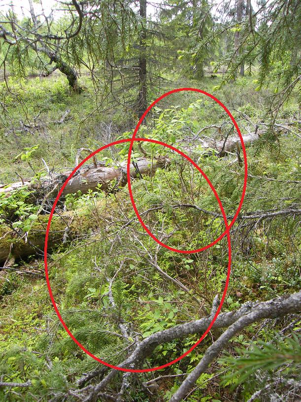 LIITE 10. Sinikuusaman havaintopaikka Huotinniemi W f. Näkymä W-suuntaan Oulankajoelle, joka on noin 25 m:n päässä.