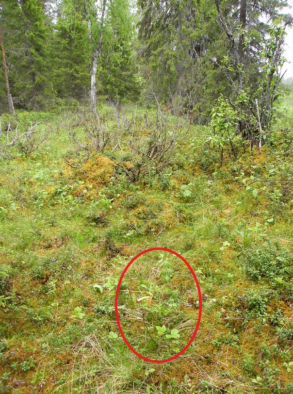 LIITE 11. Sinikuusaman havaintopaikka Huotinniemi W h. Sama pensas eri suuntiin kuvattuna. Vasemmanpuoleinen kuva: kuvaussuunta N.