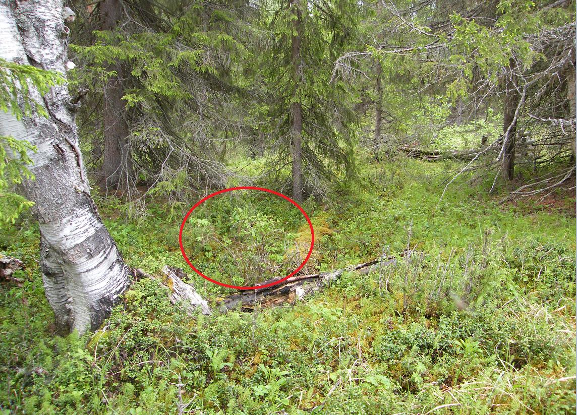 LIITE 12. Sinikuusaman havaintopaikka Huotinniemi W i. Huotinniemen tulvaniityn N-laidan etelään työntyvä uloke, niityn korkeimpia kohtia. Matalassa painanteessa oleva paksusammaleinen kasvupaikka.