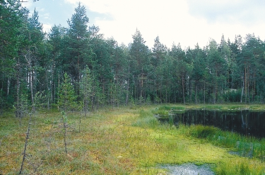 Liite 5/6 Kuva 11. Metsälammet suoreunuksineen ovat tavanomaisia luontotyyppejä Suomessa. Mikäli lammet ovat pohjavesivaikutteisia, niin niissä voi olla monipuolinen vesisammalisto.