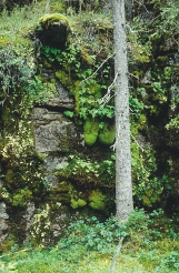 Liite 5/7 Kuva 13. Metsäiset silikaattikalliot ovat Fennoskandialle ominainen luontotyyppi, jolta voi löytyä monipuolinen sammallajisto, etenkin jos kallion edusta on säilynyt pitkään muuttumattomana.