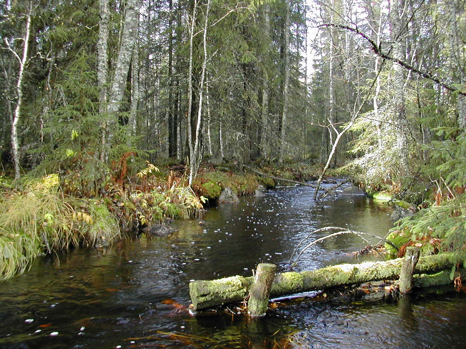 Vesiluonto ja ennallistaminen Evo eteläsuomalaisen metsäluonnon suojelua ja