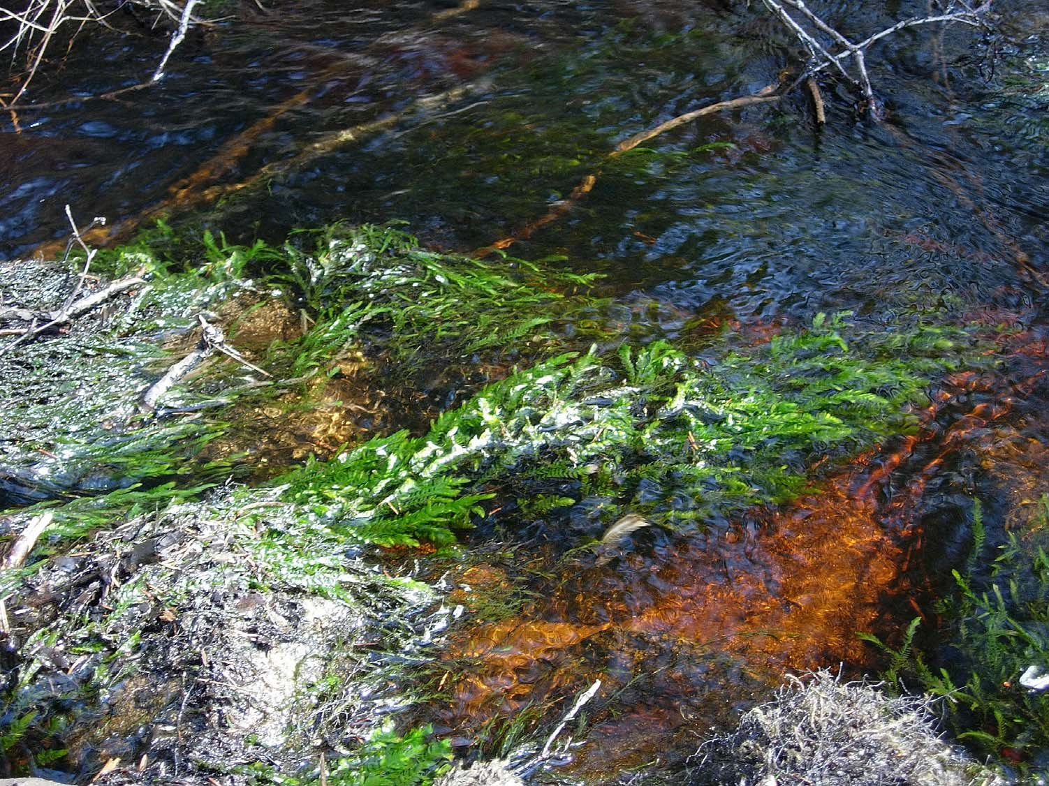 Luonnontilaisen puron sorapohja on puhdas ja kivissä kasvaa pitkiä