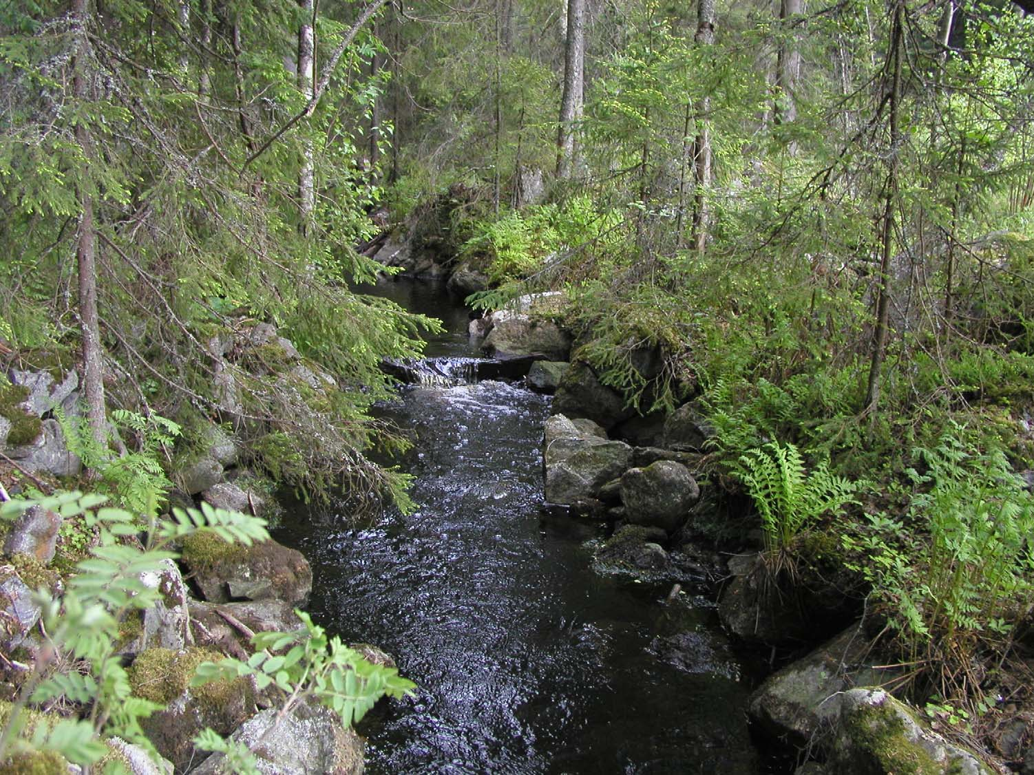 Uiton vuoksi suuri osa puroista perattiin, kivet räjäytettiin ja nostettiin rannoille, puron mutkia oiottiin ja