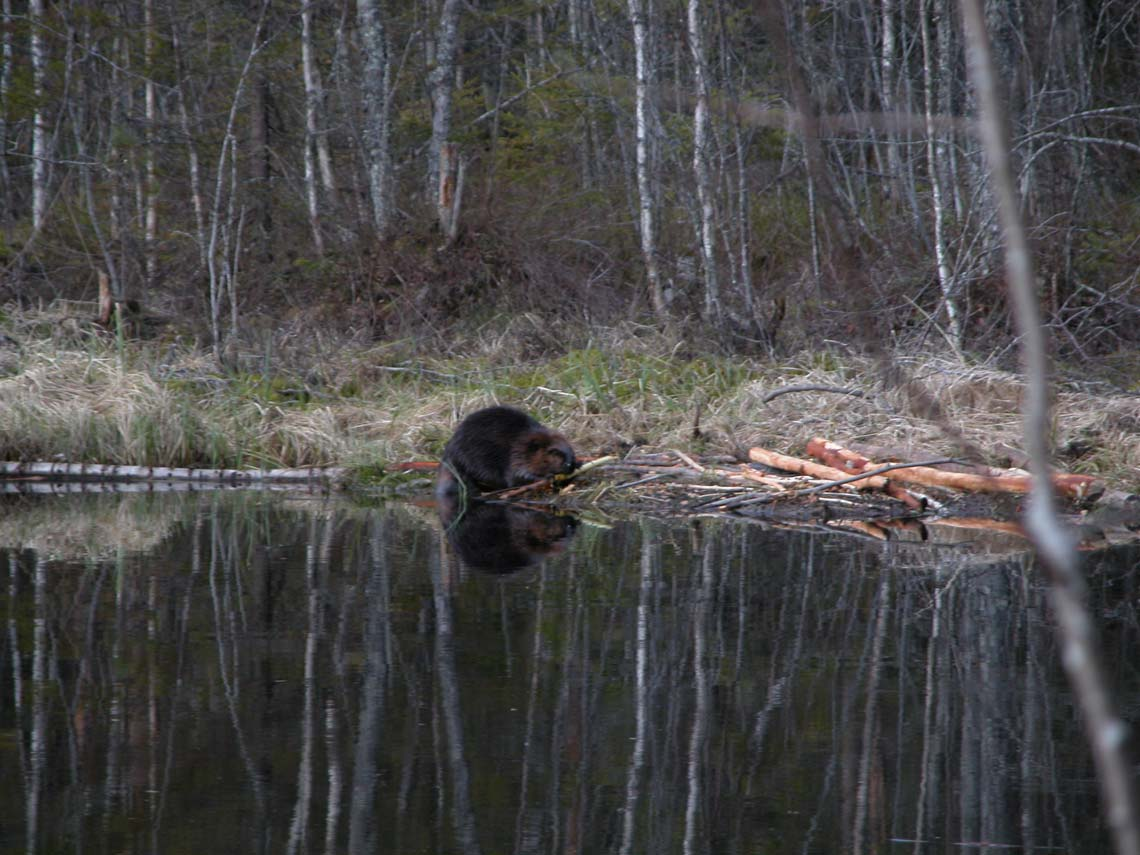 Puroja patoava kanadanmajava on Evolla yleinen.