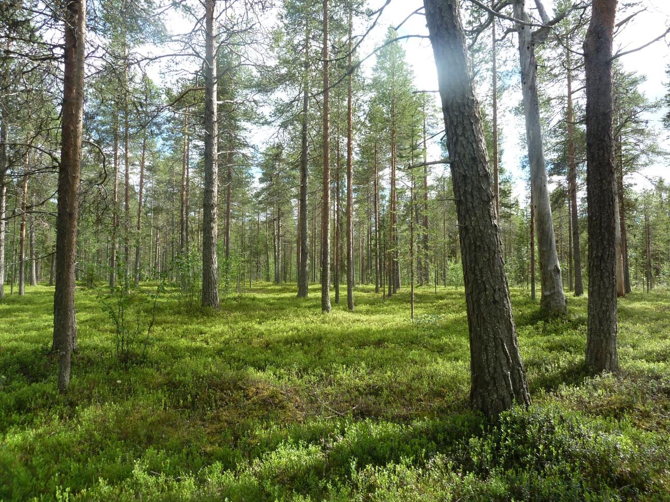 SODANKYLÄN KUNTA Sodankylän Metsävainion