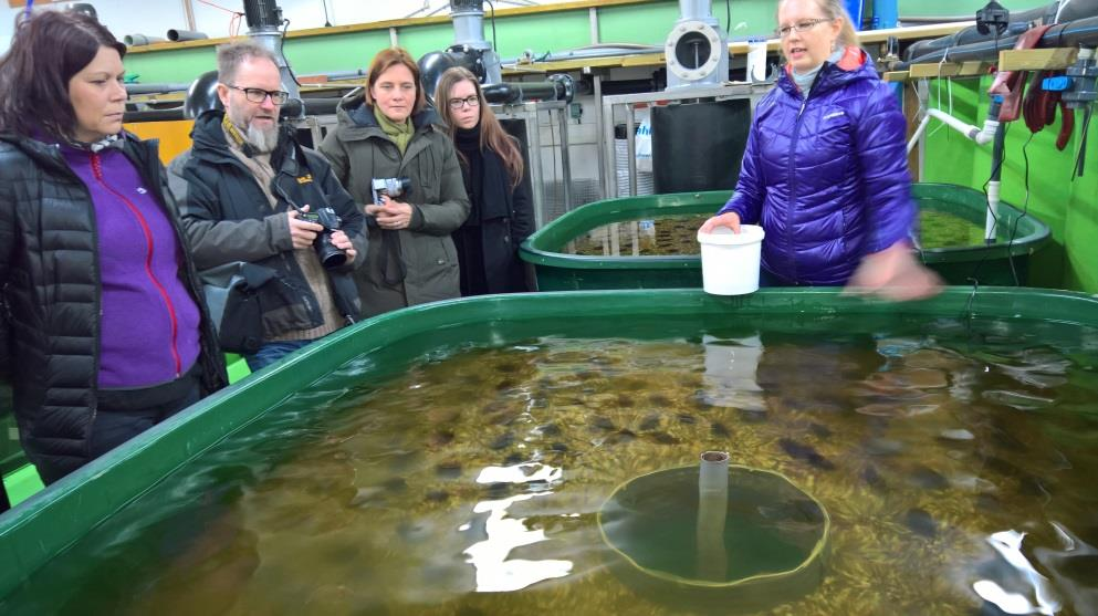 5.2 Kalojen infektointi Konneveden tutkimusasemalla Jyväskylän yliopiston Konneveden tutkimusasemalle varattiin useampi sata lohen ja taimenen (eri kantoja) 0- vuotiasta poikasta Mustionjoen raakun