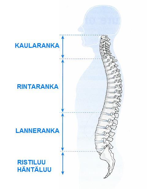 7(47) sevät kulkeutumaan läpi (Platzer 2009, 40).