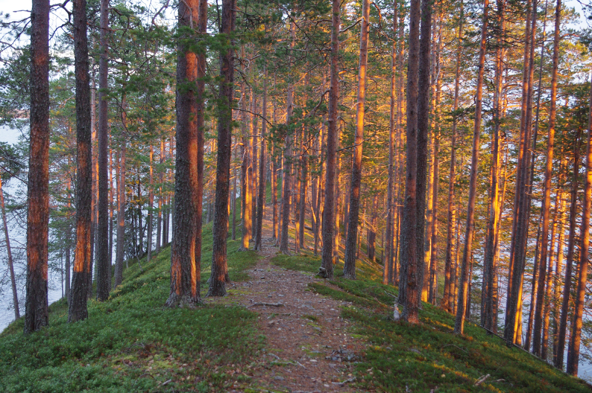 20 Kuva 9. Maakunnallisesti arvokkaisiin harjualueisiin kuuluva Hiisiharju Taivalkoskella. Kuva: Ari Lyytikäinen. vaksi maakunnallisesti arvokkaista kohteista.