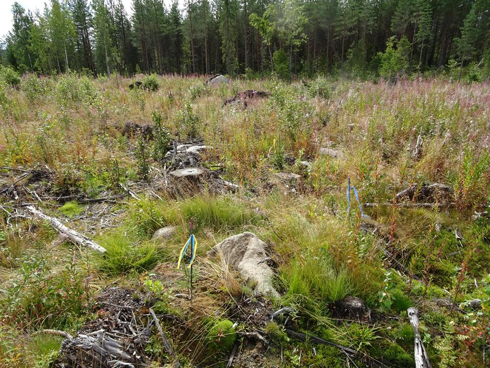 Metsäkoe Jaana Luoranen