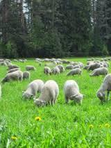 Lampaiden ja vuohien laidunnus Ehtoja noudatettava kaikilla tilan vähintään 3 kk:n ikäisillä lampailla ja vuohilla Voi