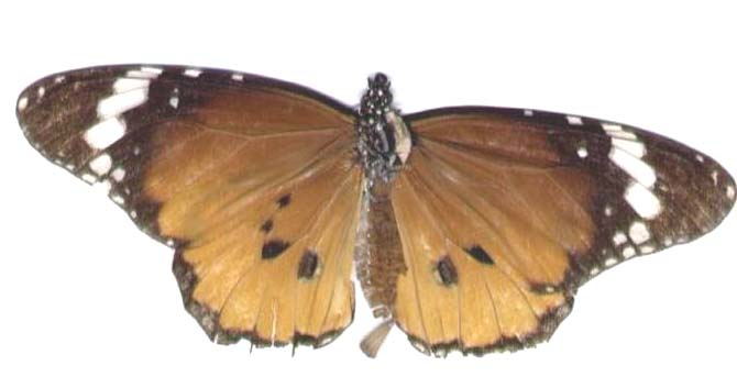 The photo shows, on the bottom three rows, unpalatable butterfly model species in the family Danaidae (left) and palatable mimetic forms of female Papilio dardanus (right), an African swallowtail