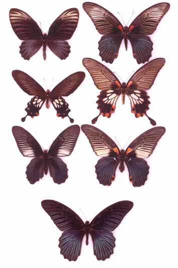 The photo shows unpalatable swallowtail model species (left) and palatable mimetic forms of female Papilio memnon (right).