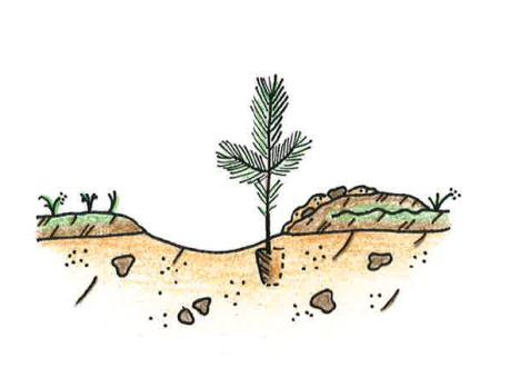2. Istutustyö ISTUTA TAIMI Mätästyskohteella keskelle mätästä niin, että taimen ympärille jää noin 15-20 cm kivennäismaata (estää tukkimiehentäituhoja ja vähentää pintakasvillisuuden aiheuttamaa