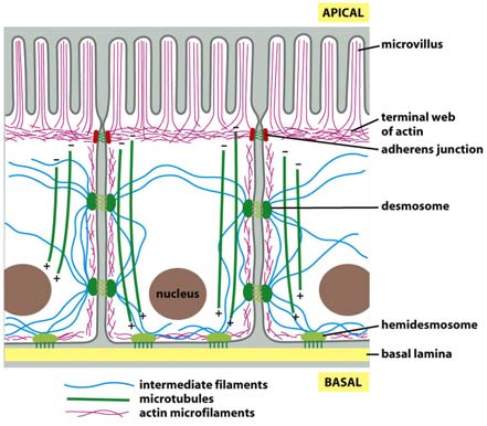 Solun tukiranka Chapter 16 Mikrotubulukset vihreällä Aktiinifilamentteja punaisella Tuman DNA sinisellä Figure 16-1 Molecular Biology of the Cell ( Garland Science 2008) Tukirangan