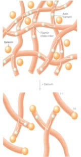 Aktiiniverkko filaaminin avulla Filamin cross-linker Actin filament Figure 16-50b Molecular Biology of the Cell ( Garland Science 2008) Gelsoliini Jos sytosolin Ca 2+ - konsentraatio on alle 10-6 M,