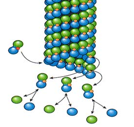 Mikrotubulus Mikrotubuluksen rakenne 10 µm Tubulin dimer 25 nm Tubulin heterodimerin alfa tubulin beeta tubulin GTP cap Dimers on alfa tubulin beeta tubulin Mikrotubuluksen rakentuminen