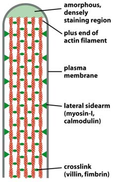 Aktiinin järjestäytyminen fibroblastissa Actin cross-linking proteins Figure 16-47 Molecular Biology of the Cell ( Garland Science 2008) Figure 16-48 Molecular Biology of the Cell ( Garland Science