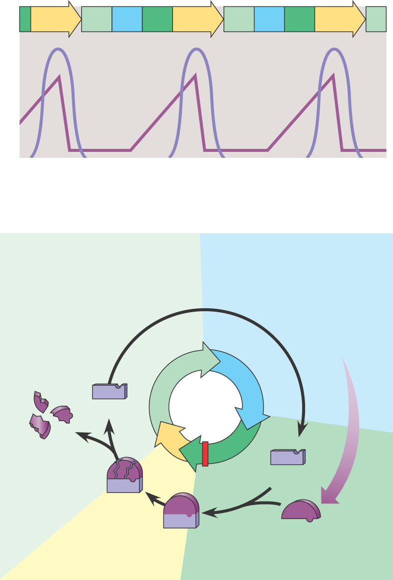 Solusyklin kello: Säätelymolekyylit Sykliinien ja Cdks aktiivisuus - vaihtelee solusyklin aikana (a) Fluctuation of MPF activity and cyclin concentration during the cell cycle MPF = syklin-cdks