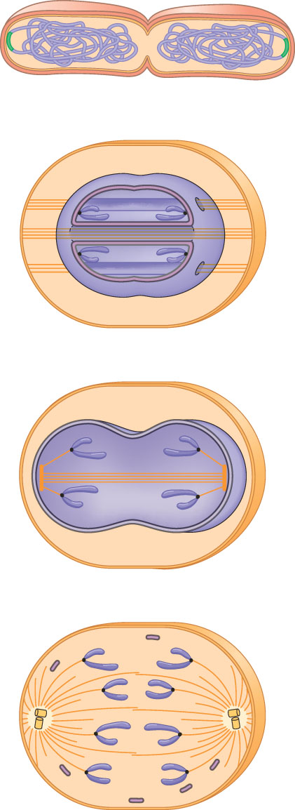 (a) (b) (c) (d) Mitoosin vaiheittainen evoluutio: Hypoteesi Prokaryotes. During binary fission, the origins of the daughter chromosomes move to opposite ends of the cell.