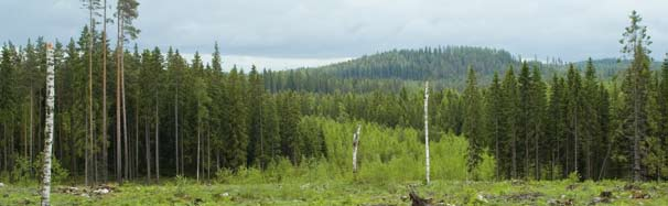 3 METSIEN HOITO Vuonna 2006 keskeiset metsänhoitotöiden määrät pysyivät edellisvuoden tasolla.